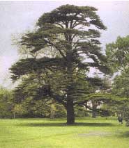 Cedro